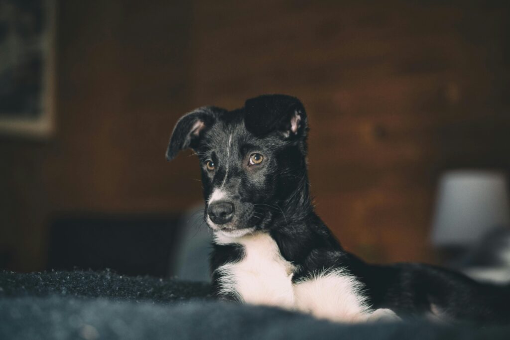 Niedlicher Hundewelpe mit schwarzen und weißen Fell, sitzt auf Bett.
