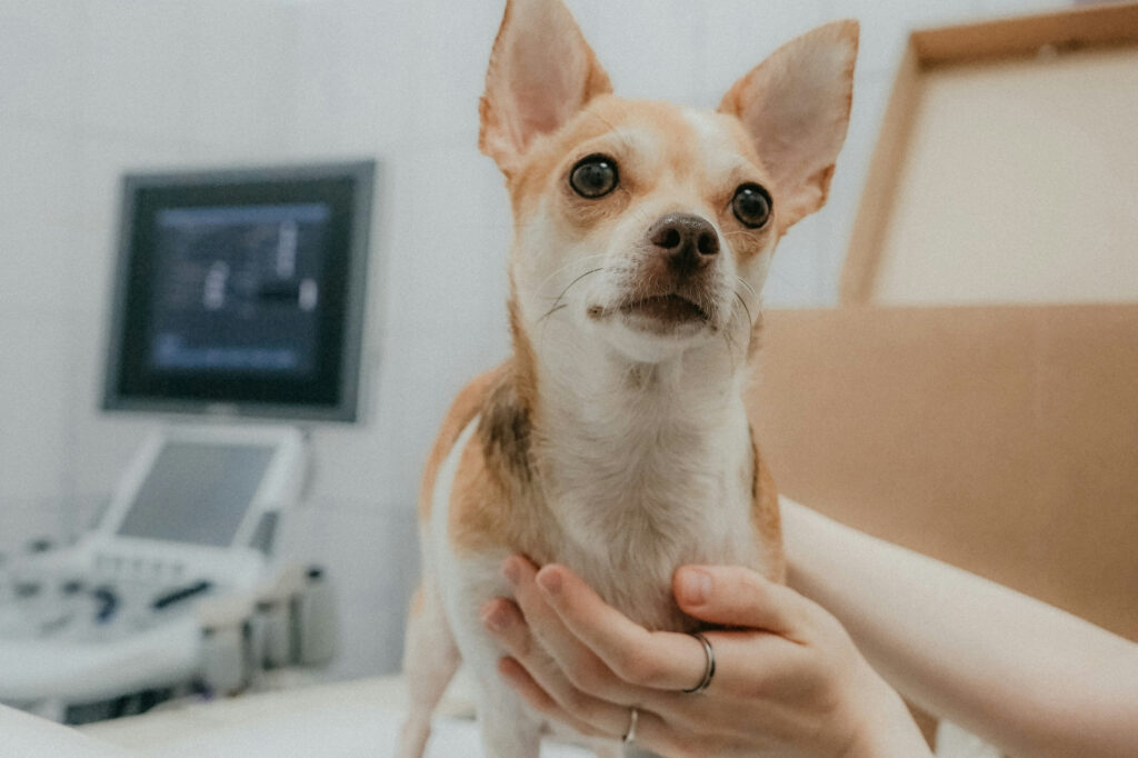 Kleiner Hund auf Tierarztuntersuchung bei Heimat für Pfoten.
