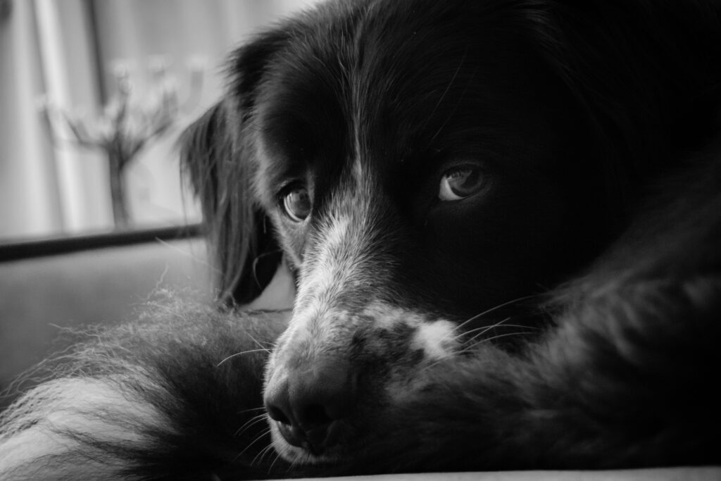Schwarzer und weißer Hund mit nachdenklichem Blick, Zuhause, Haustier.
