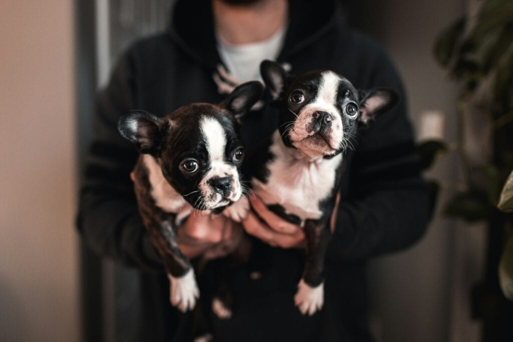 Zwei süße Boston Terrier Welpen in den Armen gehalten.